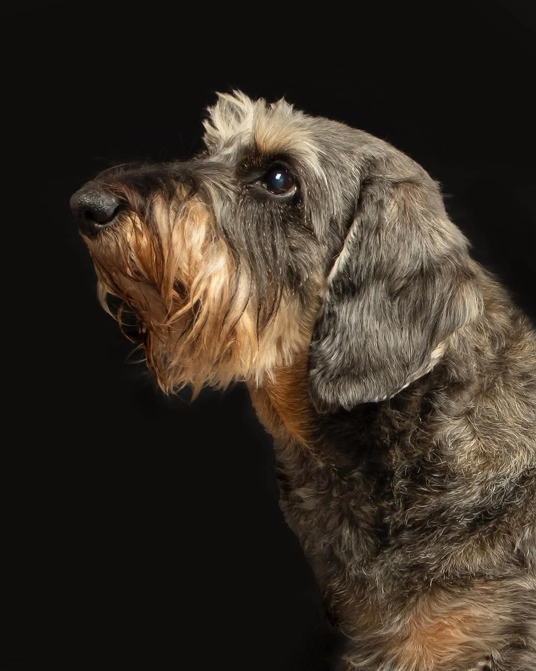 Huisdierenfotografie — Foto Luts Geel
